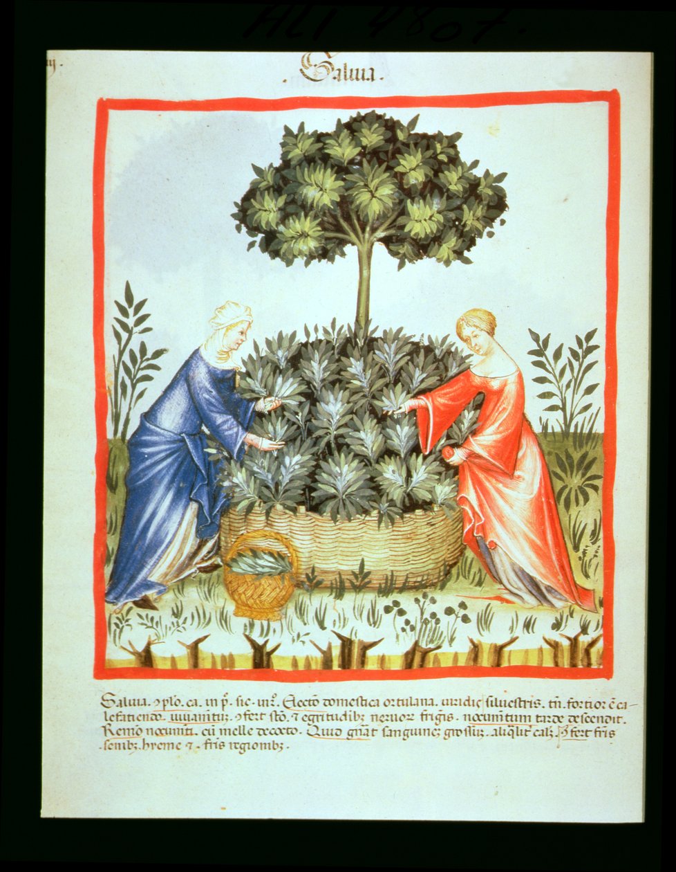 Nova 2644 fol.37v Šalvěj řezná, od Tacuinum Sanitatis od Italian School