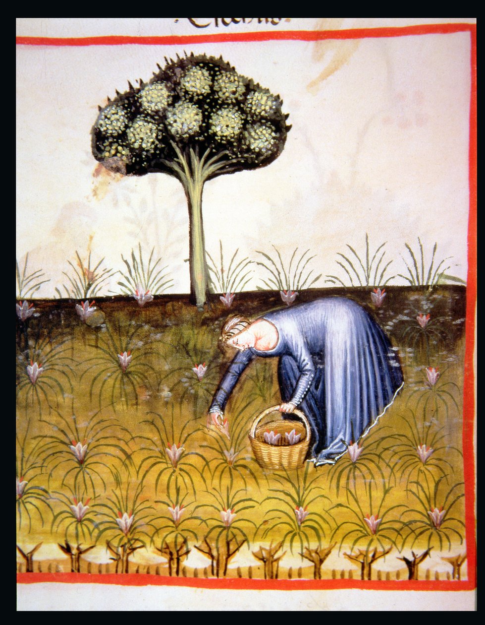 Nova 2644 fol.39r Sběr fialek, z Tacuinum Sanitatis od Italian School