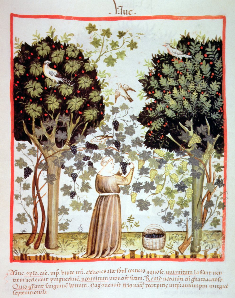 Nova 2644 fol.5r Sklizeň hroznů, Tacuinum Sanitatis od Italian School