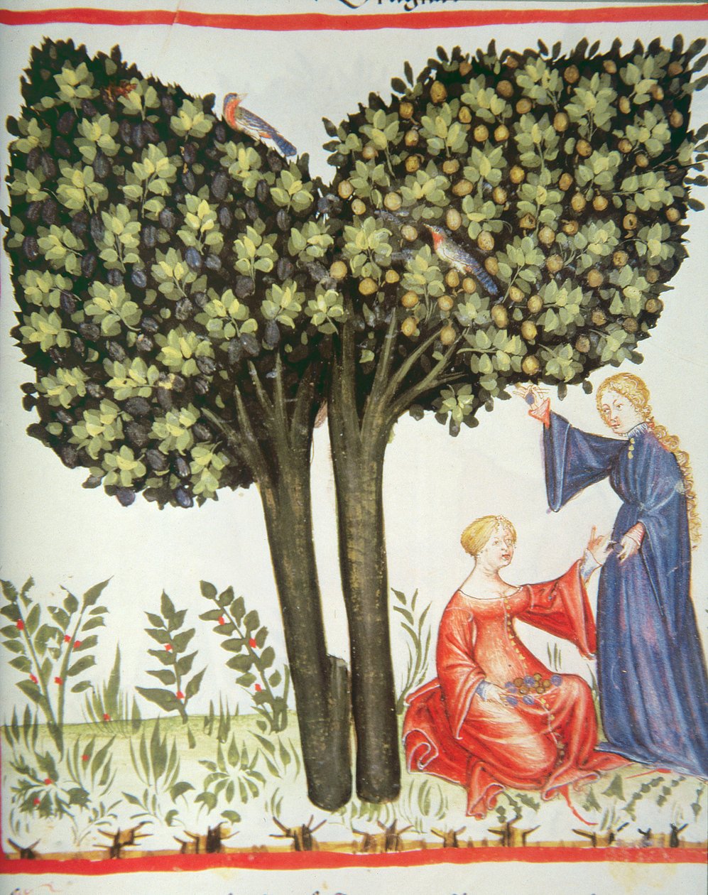 Nova 2644 fol.6r Sbírání švestek od Italian School