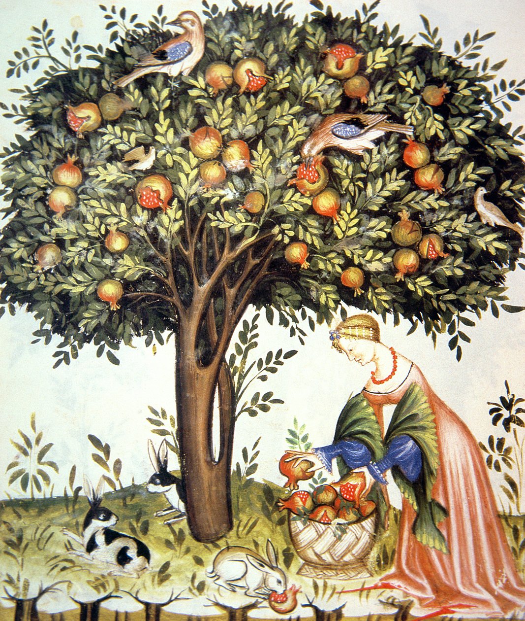 Nova 2644 fol.7v Sbírání hořkých granátových jablek, od Tacuinum Sanitatis od Italian School