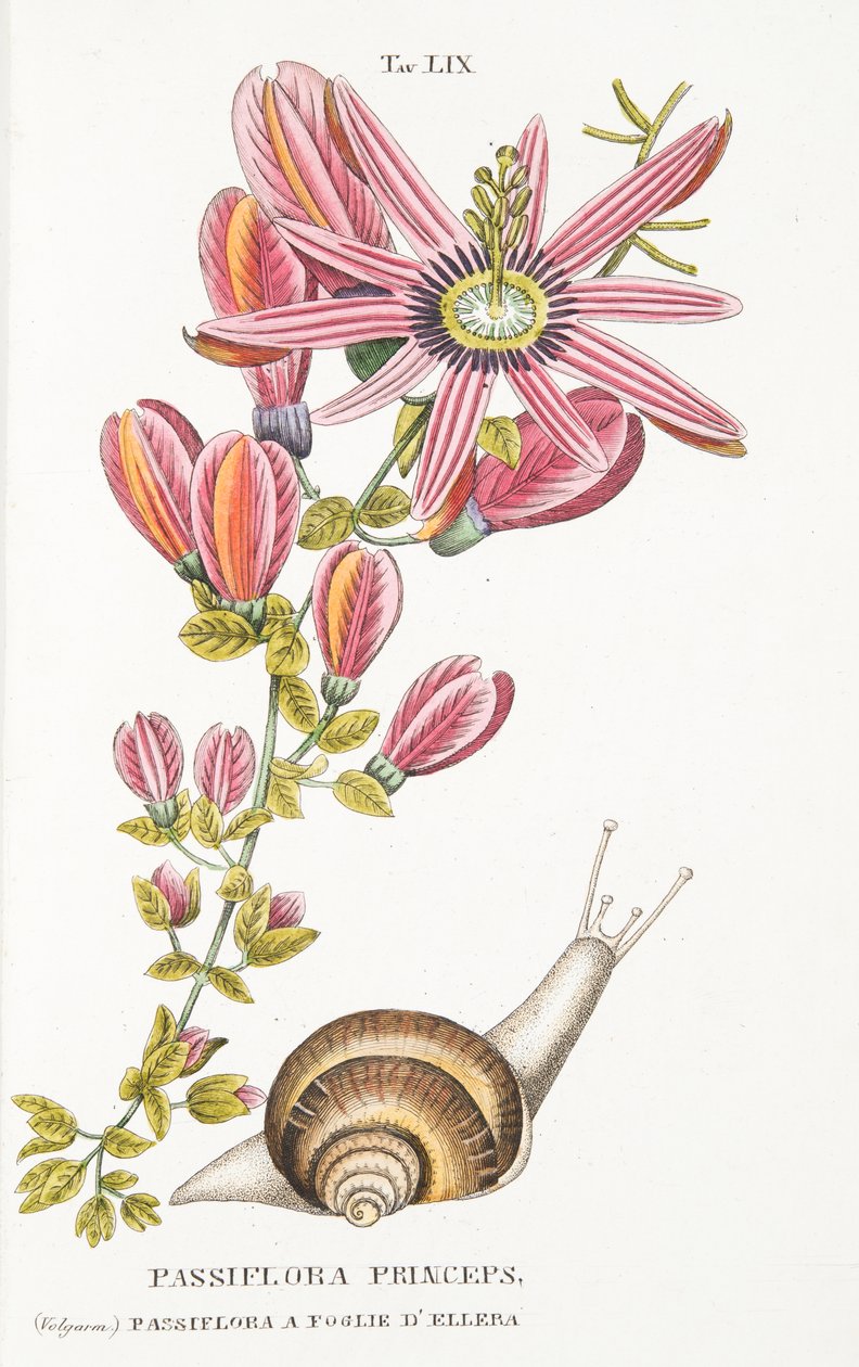 Passiflora Princeps, deska LIX, z LAntotrofia Ossia La Coltivazione DeFiori od Antonia Piccioliho, pub.1834 od Italian School