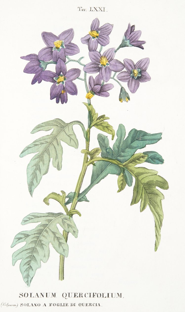 Solanum Quercifolium, deska LXXI, z LAntotrofia Ossia La Coltivazione DeFiori od Antonia Piccioliho, pub.1834 od Italian School