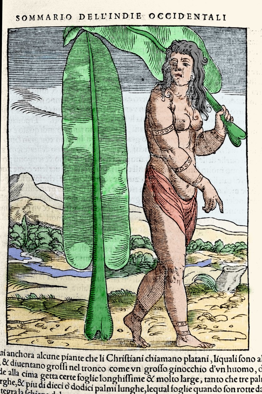 Západoindický domorodec stojící u tabákového listu. Rytina z knihy “” Navigationi and Viaggi”” sv. III od Giovanniho Battisty Ramusia (1485-1557), Benátky 1565. od Italian School