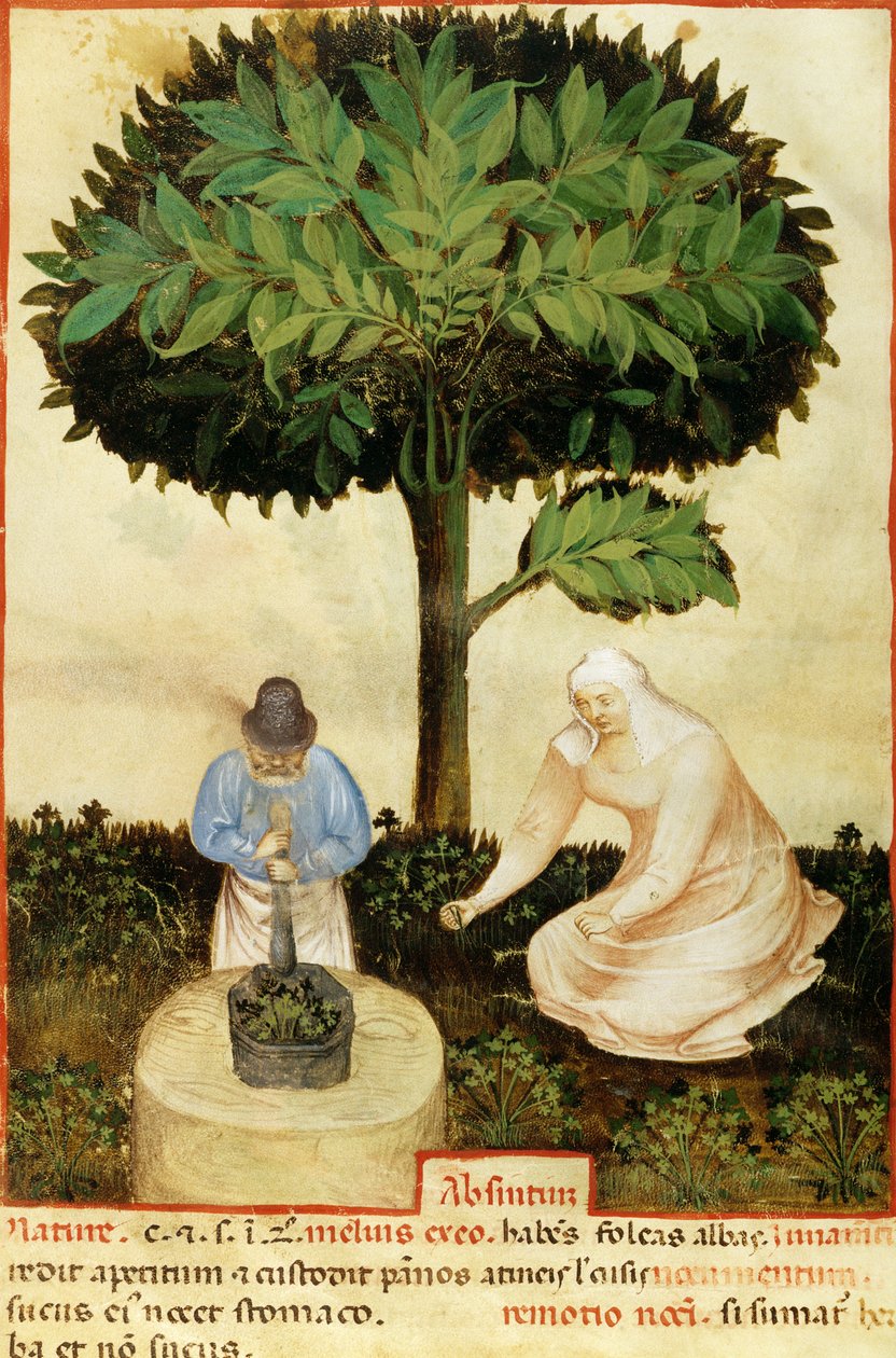 Absint, z rukopisu „Vlastnosti různých produktů“ od Abul Qasim Kalaf ibn al-Abbas al Zahrawi (Abulcasis) (936-1013) (vellum) od Italian School