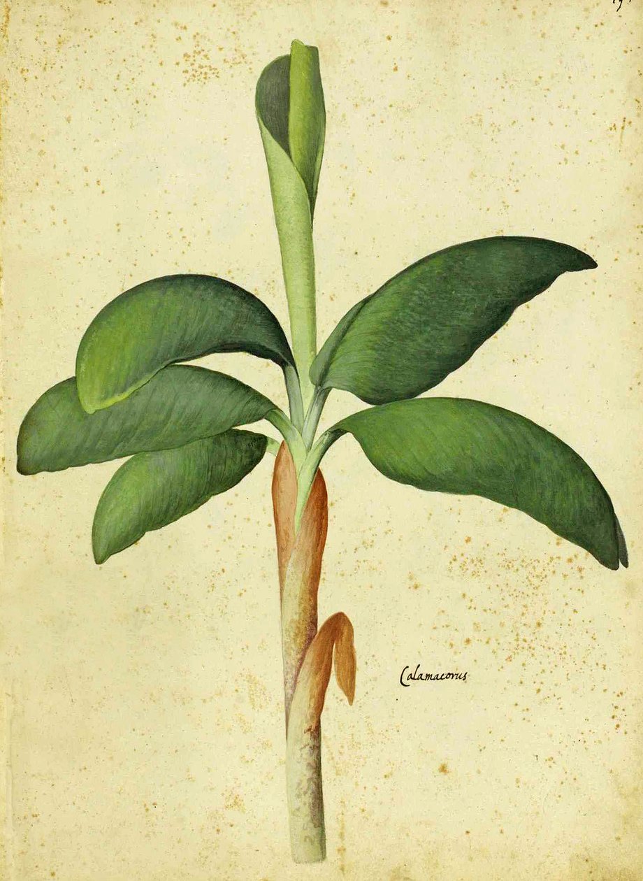Acorus calamus od Ulisse Aldrovandi od Italian School