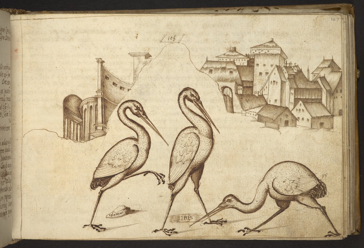 Přidat. 82955, f.107   Ibises (