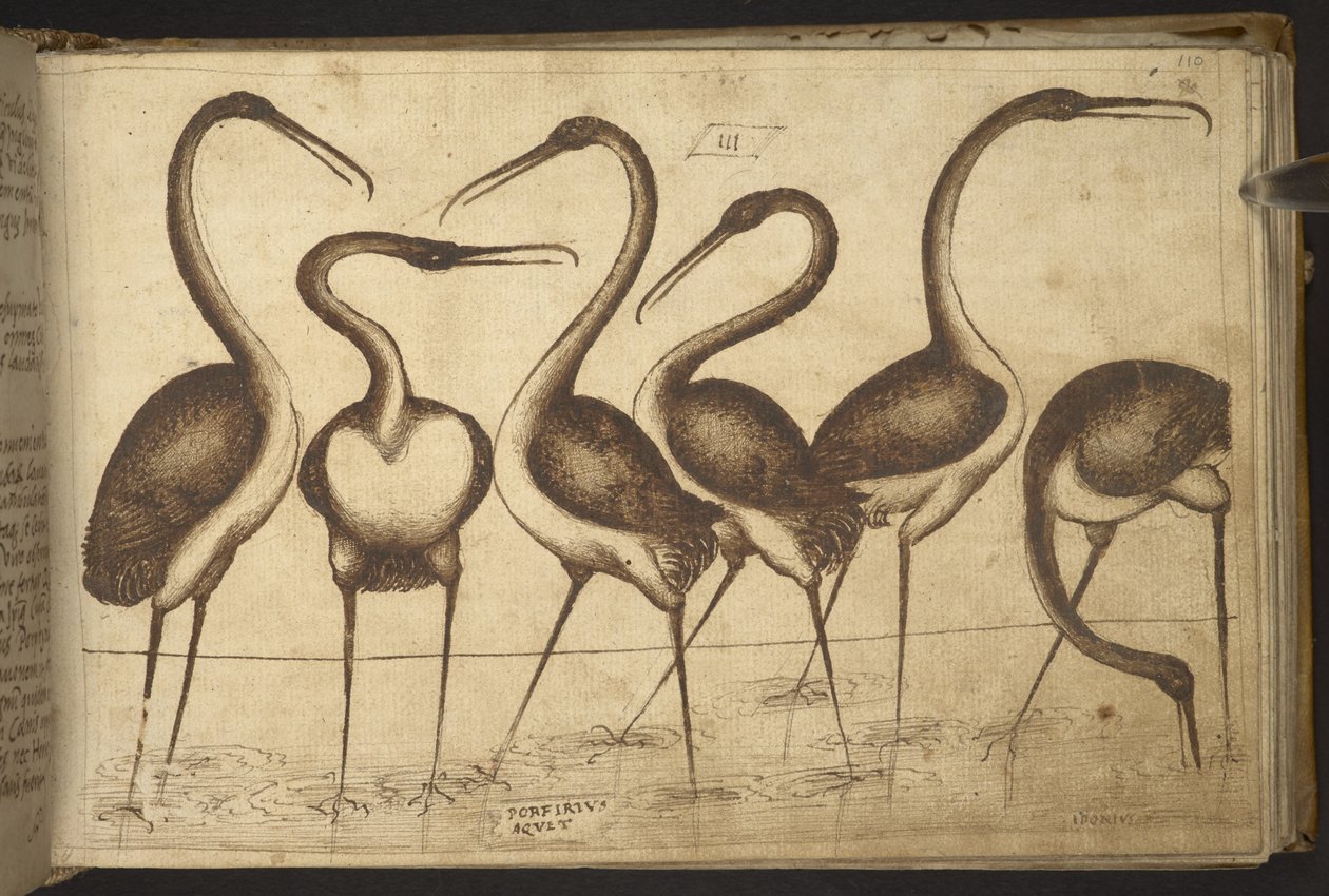 Přidat. 82955, f.110 Ptactvo.   , z Historia Animalium, (skládající se z 245 kreseb perem a inkoustem různých druhů zvířat a bájných tvorů, každý doplněný popisem.)    1595 od Italian School
