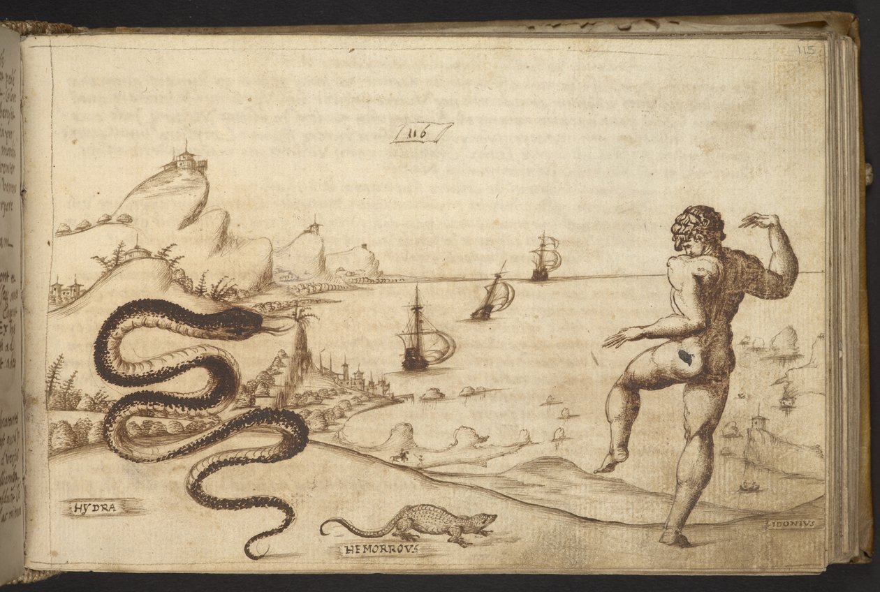 Přidat. 82955, f.115 had (