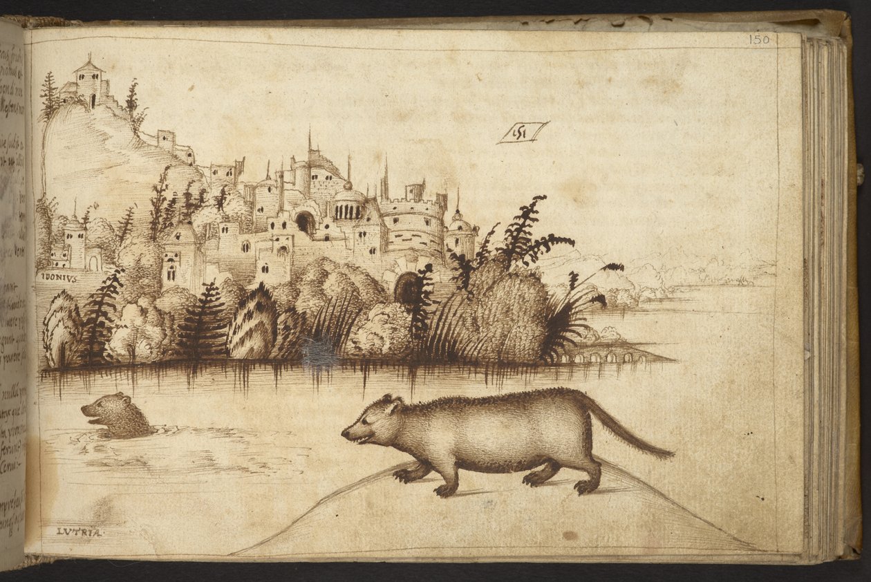 Přidat. 82955, f.150 Vydry („lutria“).  , z Historia Animalium, (skládající se z 245 kreseb perem a inkoustem různých druhů zvířat a bájných tvorů, každý doplněný popisem.)    1595 od Italian School
