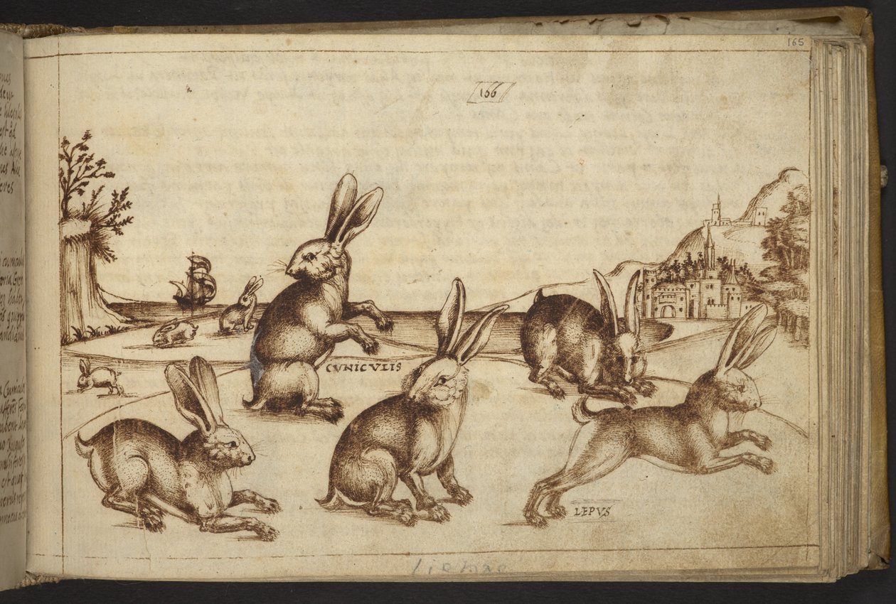 Přidat. 82955, f.165 Rabbits (