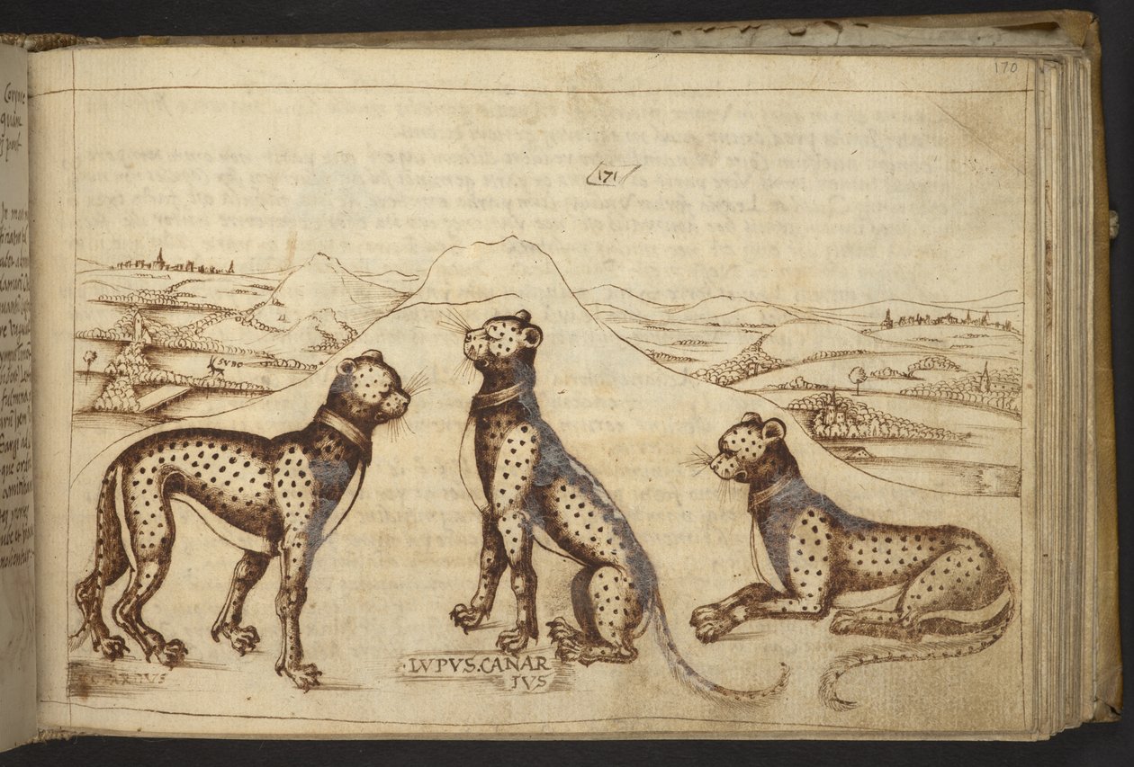 Přidat. 82955, f.170 Panther („kanárský vlk“), z Historia Animalium od Italian School