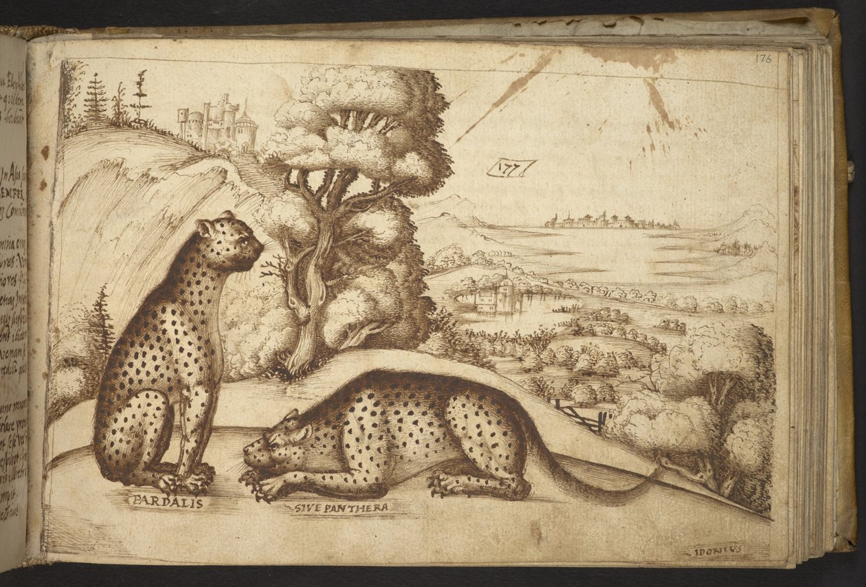 Přidat. 82955, f.176 Leopardi („pardalis sive panthera“).  , z Historia Animalium, (skládající se z 245 kreseb perem a inkoustem různých druhů zvířat a bájných tvorů, každý doplněný popisem.)    1595 od Italian School