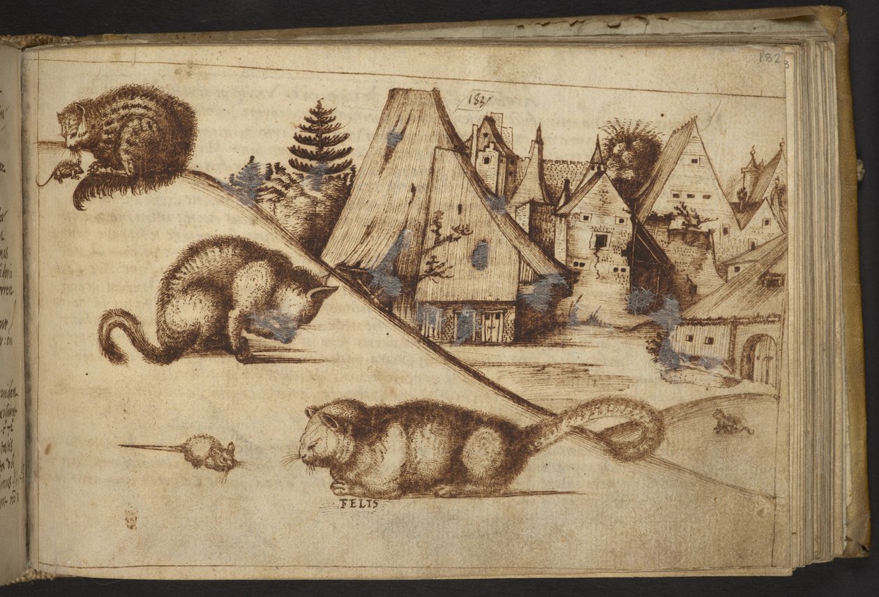 Přidat. 82955, f.182 Kočky chytající myši („felis“).  , z Historia Animalium, (skládající se z 245 kreseb perem a inkoustem různých druhů zvířat a bájných tvorů, každý doplněný popisem.)    1595 od Italian School