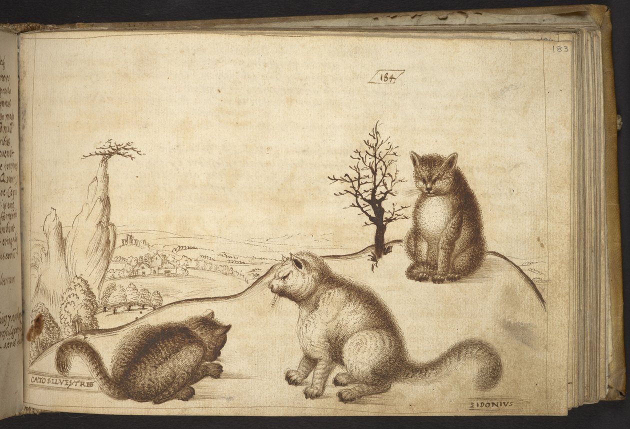 Přidat. 82955, f.183 Divoké kočky („cato silvestre“).  , z Historia Animalium, (skládající se z 245 kreseb perem a inkoustem různých druhů zvířat a bájných tvorů, každý doplněný popisem.)    1595 od Italian School