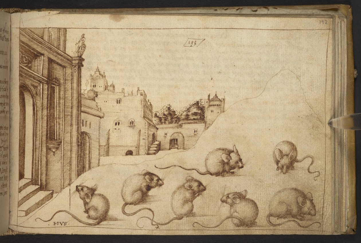 Přidat. 82955, f.192   Myši („mus“).  , z Historia Animalium, (skládající se z 245 kreseb perem a inkoustem různých druhů zvířat a bájných tvorů, každý doplněný popisem.)    1595 od Italian School