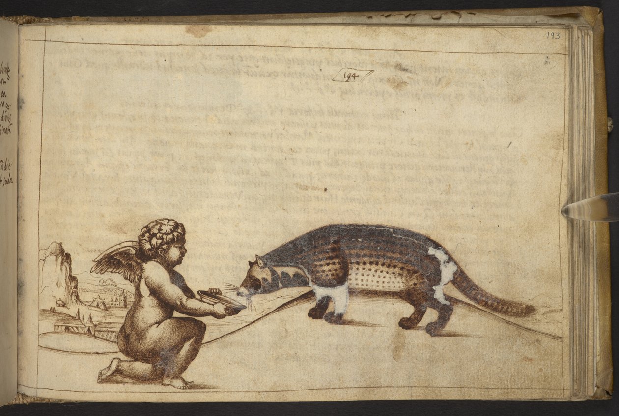 Přidat. 82955, f.193   Cherubín a stvoření.  , z Historia Animalium, (skládající se z 245 kreseb perem a inkoustem různých druhů zvířat a bájných tvorů, každý doplněný popisem.)    1595 od Italian School