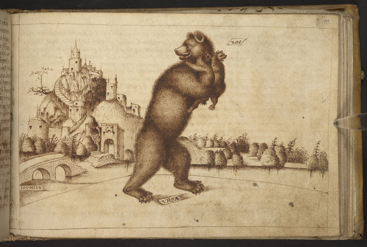 Přidat. 82955, f.199   Medvědi (