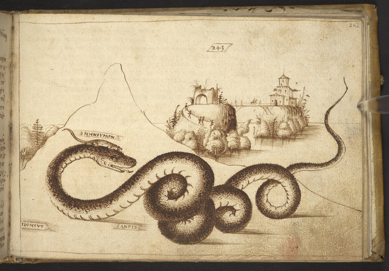 Přidat. 82955, f.242 Had („aspis“).  , z Historia Animalium, (skládající se z 245 kreseb perem a inkoustem různých druhů zvířat a bájných tvorů, každý doplněný popisem.)    1595 od Italian School