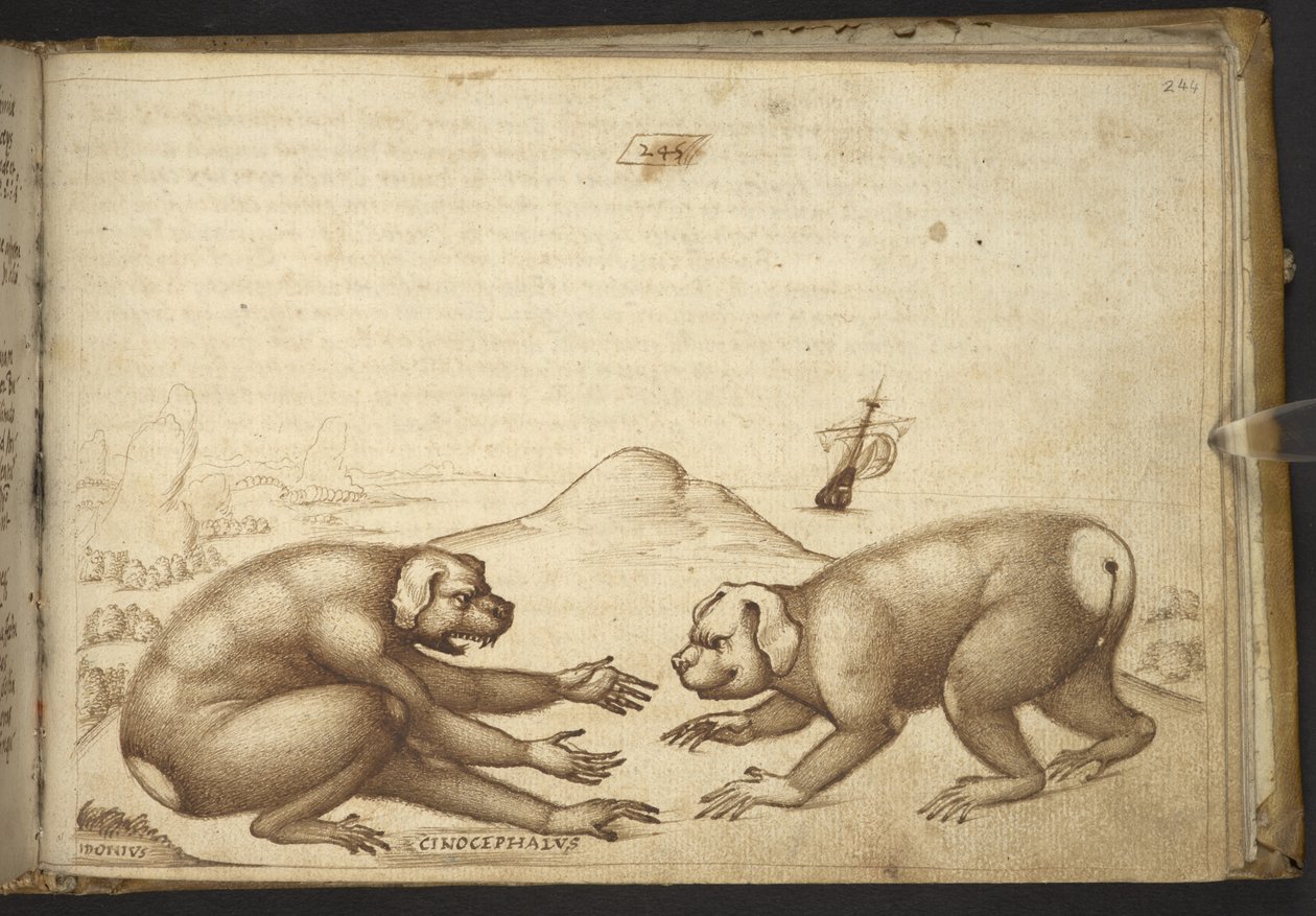Přidat. 82955, f.244 Bojující stvoření podobná psům („Cinocephalus“), z Historia Animalium od Italian School