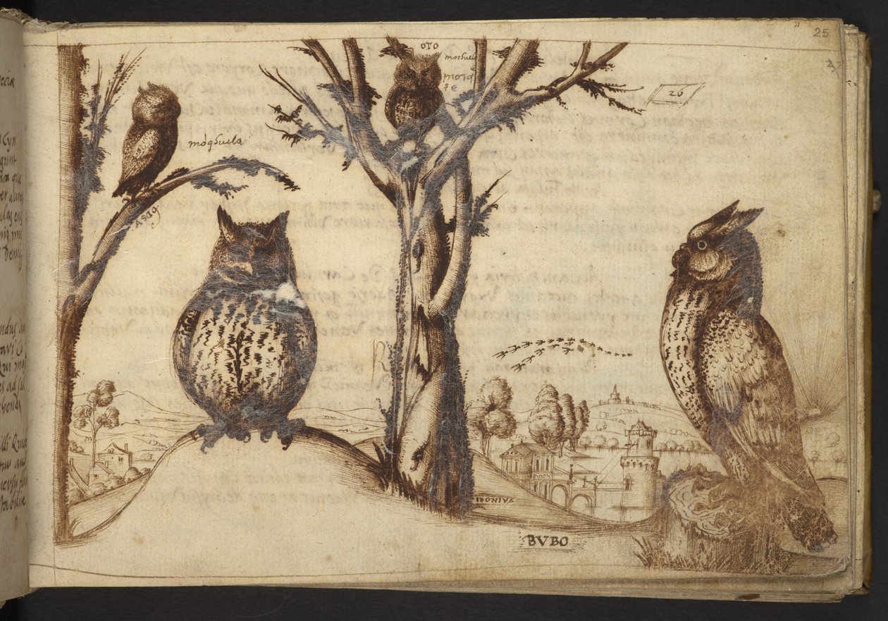 Přidat. 82955, f.25 Sovy (