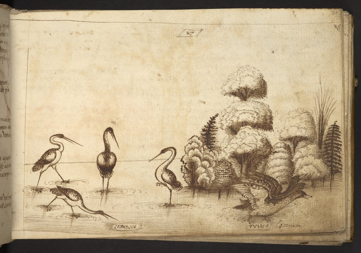 Přidat. 82955, f.26 Brodiví ptáci (