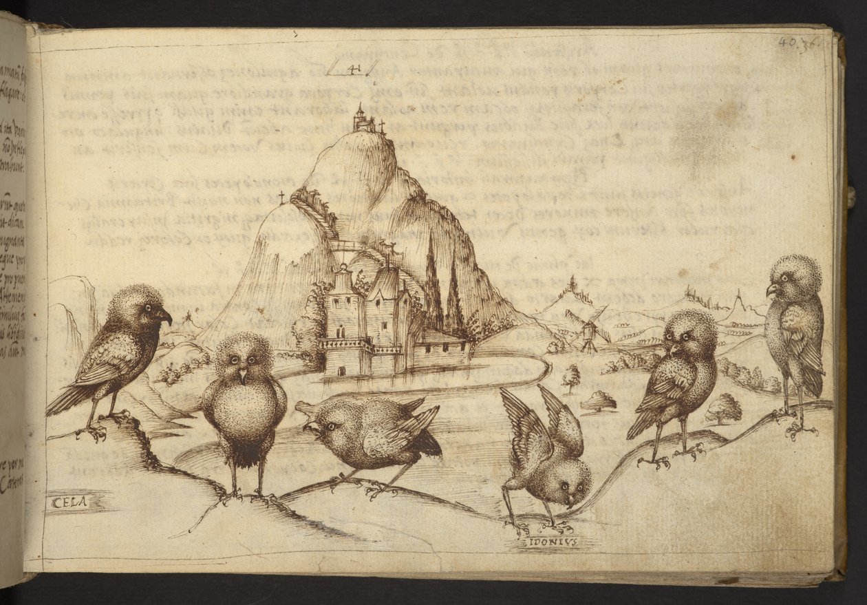 Přidat. 82955, f.40 Ptactvo. (