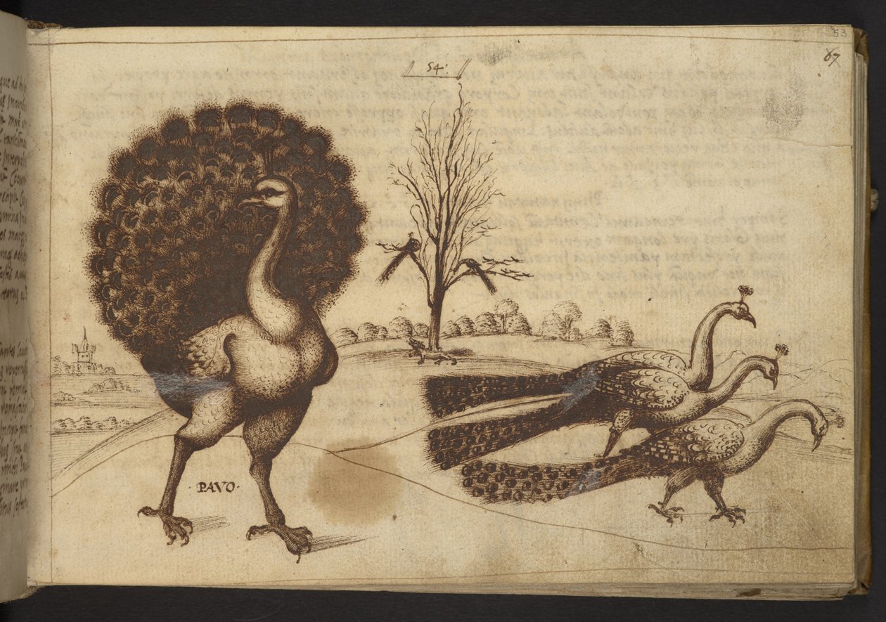Přidat. 82955, f.53 Pávi („pavo“).  , z Historia Animalium, (skládající se z 245 kreseb perem a inkoustem různých druhů zvířat a bájných tvorů, každý doplněný popisem.)    1595 od Italian School