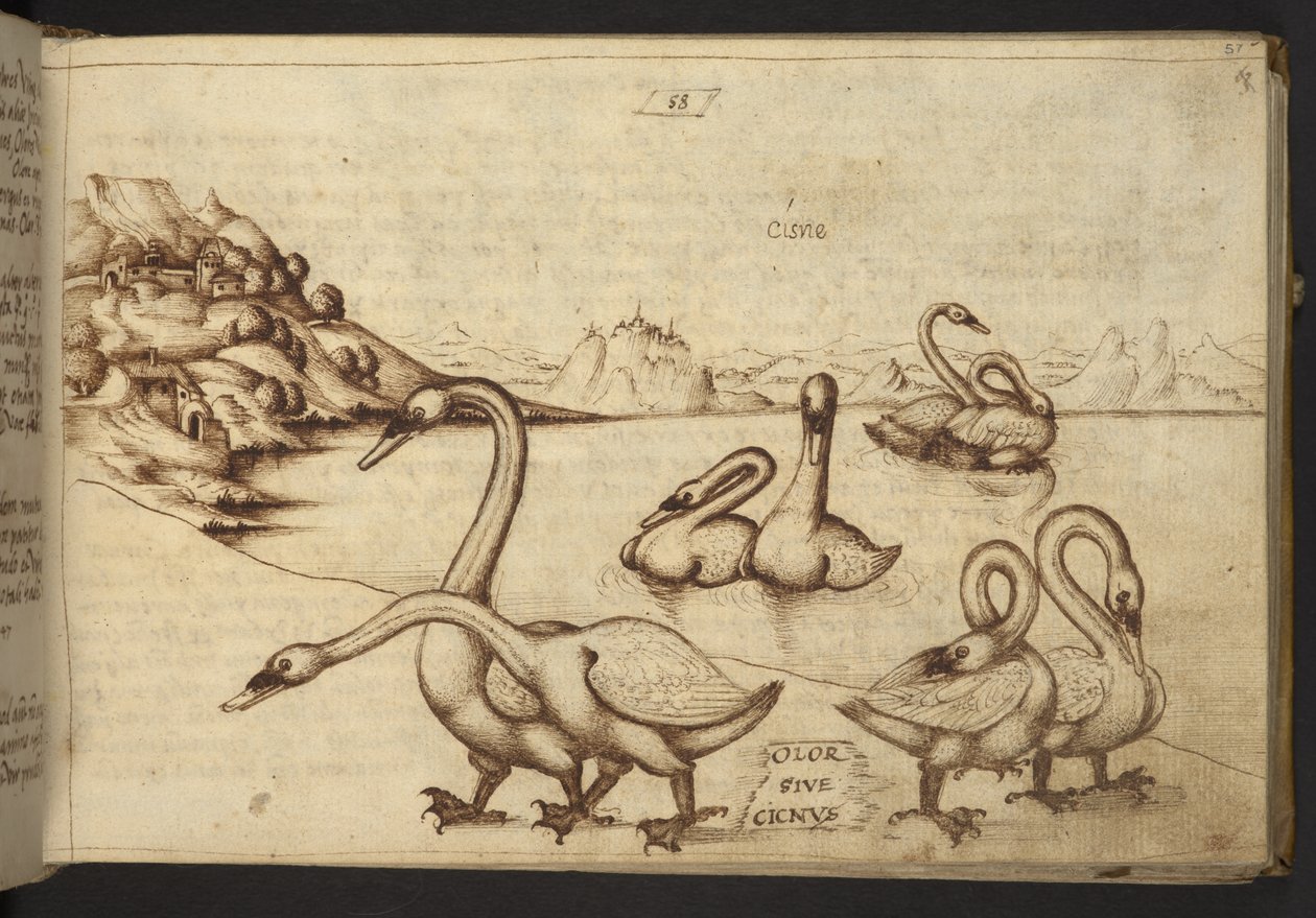 Přidat. 82955, f.57   Labutě (