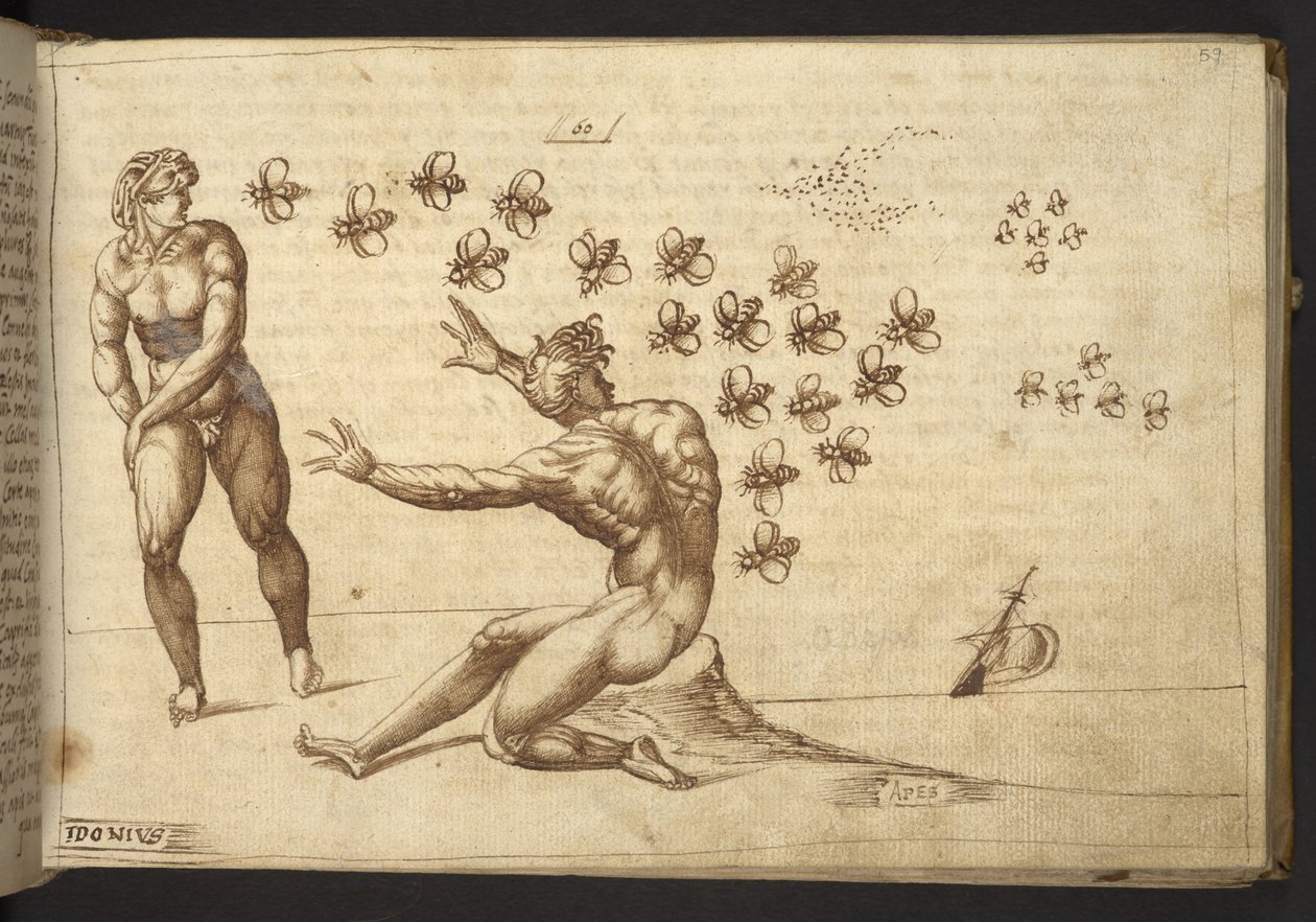 Přidat. 82955, f.59 Včely („opice“).  , z Historia Animalium, (skládající se z 245 kreseb perem a inkoustem různých druhů zvířat a bájných tvorů, každý doplněný popisem.)    1595 od Italian School