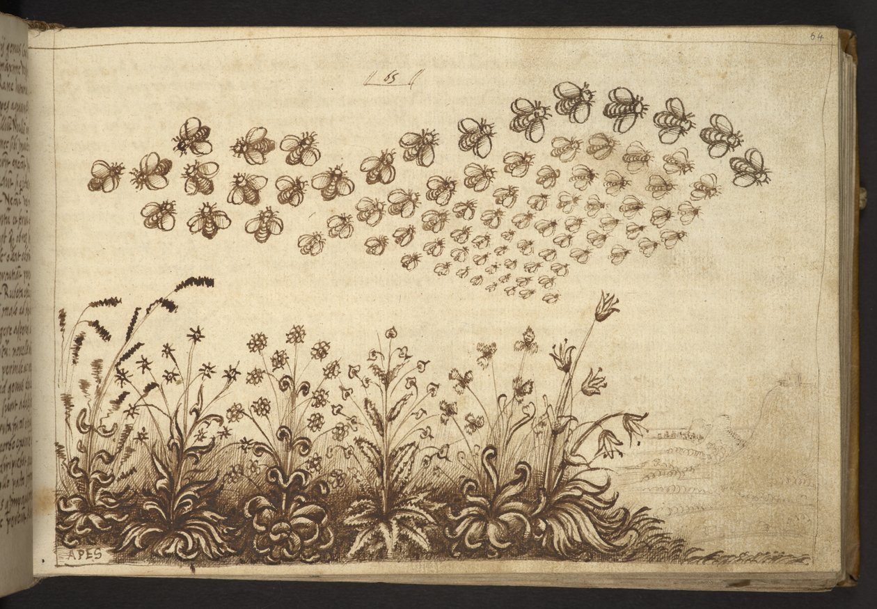 Přidat. 82955, f.64 Včely („opice“).  , z Historia Animalium, (skládající se z 245 kreseb perem a inkoustem různých druhů zvířat a bájných tvorů, každý doplněný popisem.)    1595 od Italian School