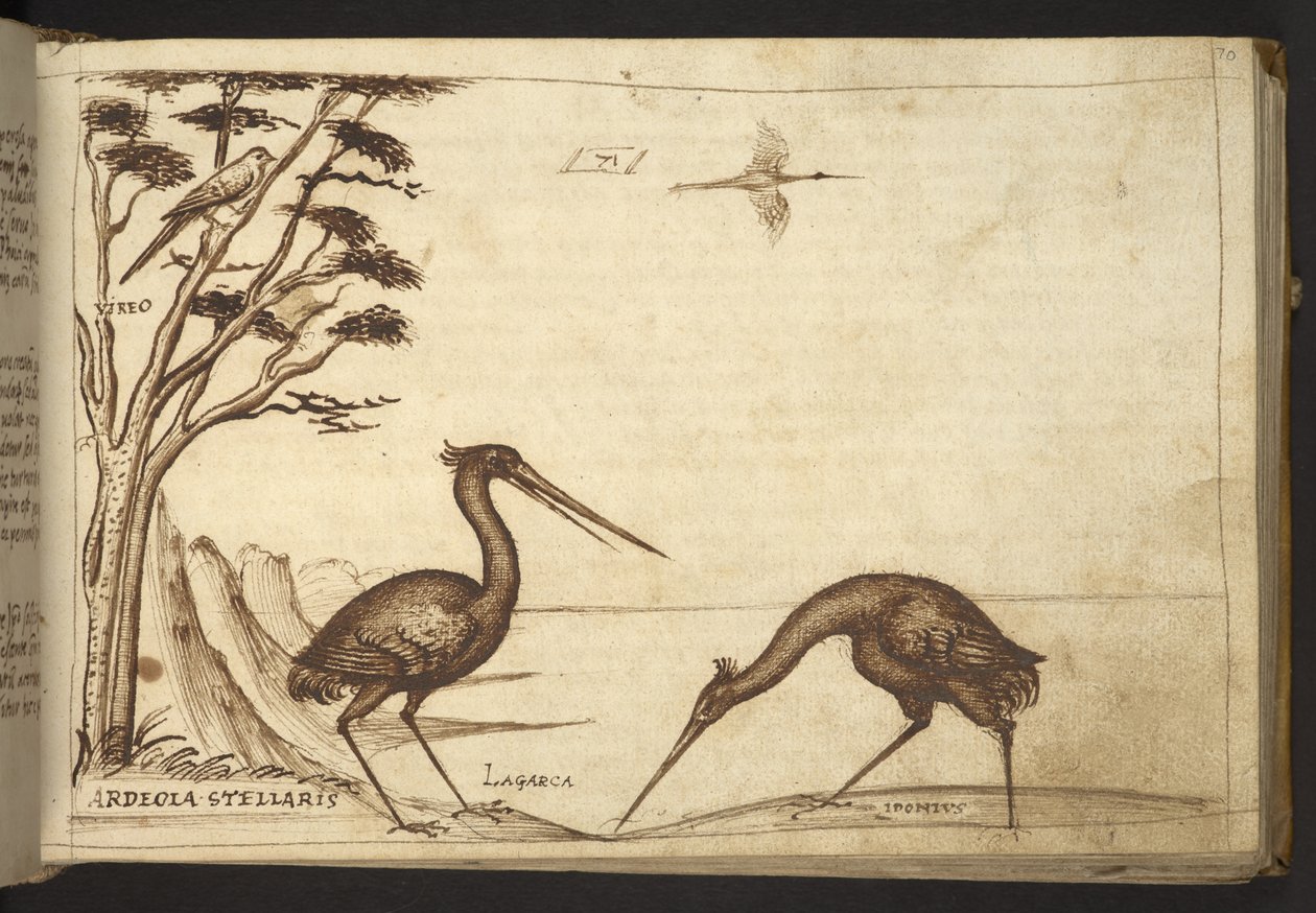 Přidat. 82955, f.70   Volavka („ardeola“).  , z Historia Animalium, (skládající se z 245 kreseb perem a inkoustem různých druhů zvířat a bájných tvorů, každý doplněný popisem.)    1595 od Italian School