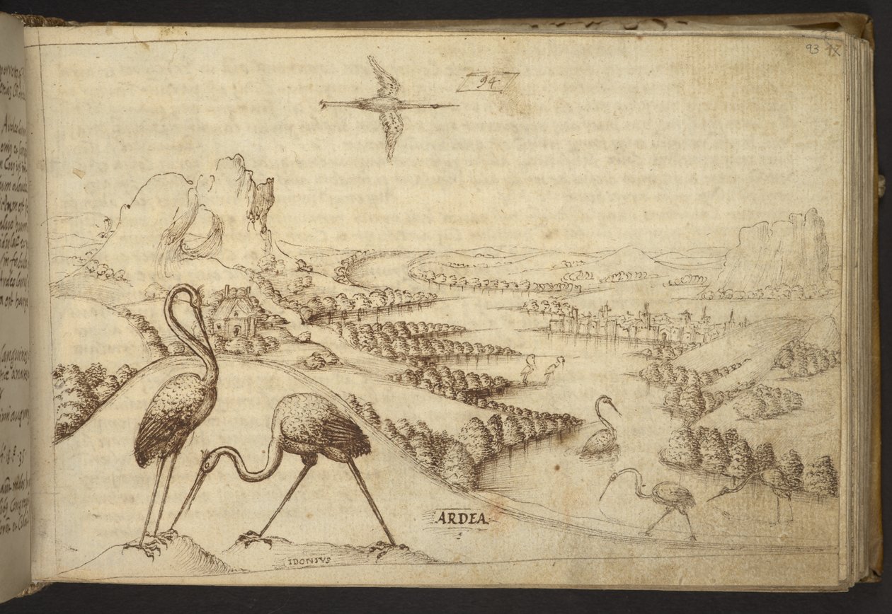 Přidat. 82955, f.93 Volavky („ardea“).  , z Historia Animalium, (skládající se z 245 kreseb perem a inkoustem různých druhů zvířat a bájných tvorů, každý doplněný popisem.)    1595 od Italian School