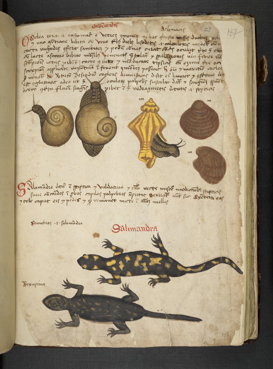 Přidejte MS 41623 Chiocciole a Salamandra, od 