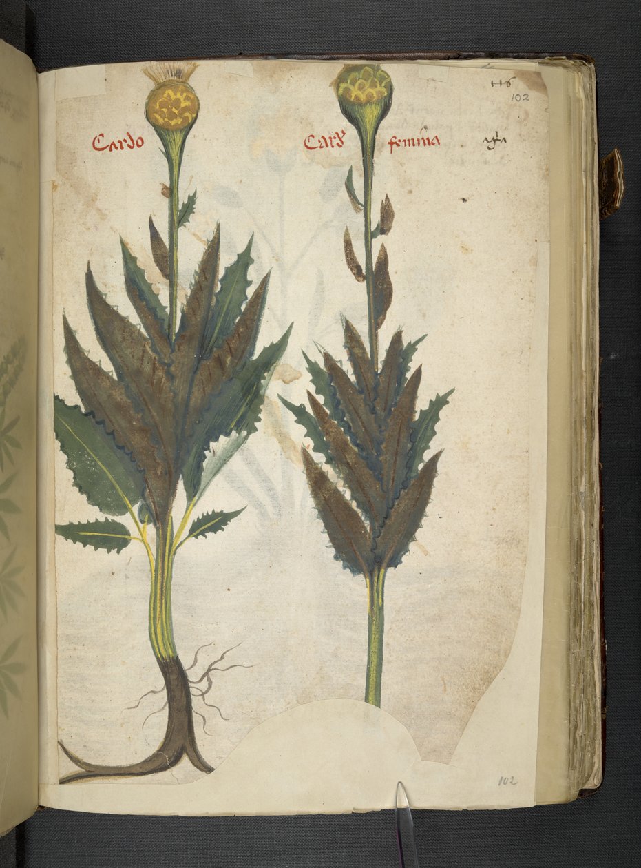 Přidejte MS 41623 f.102r Cardo 
