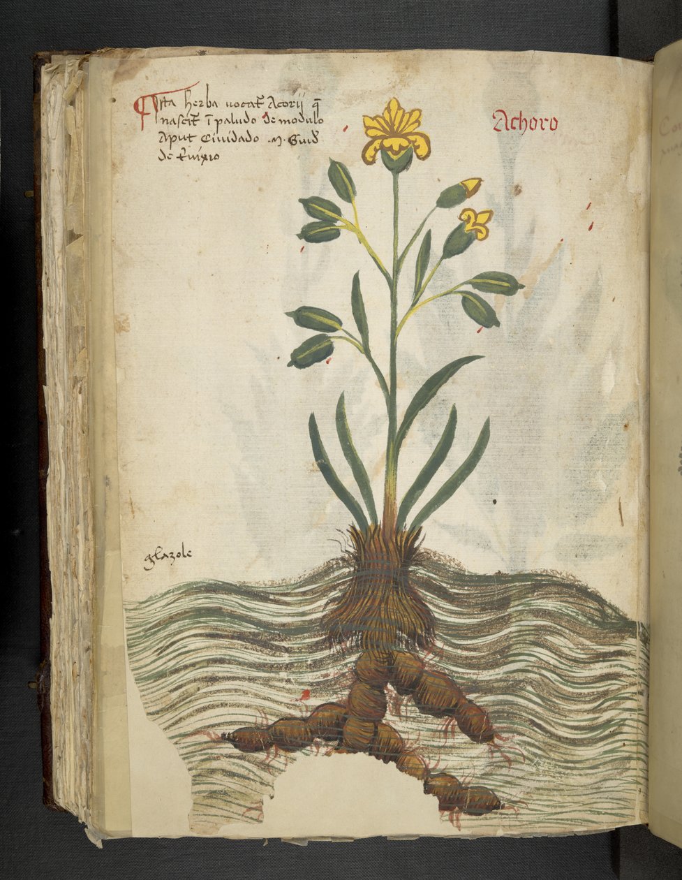 Přidejte MS 41623 f.102v Achoro, od 