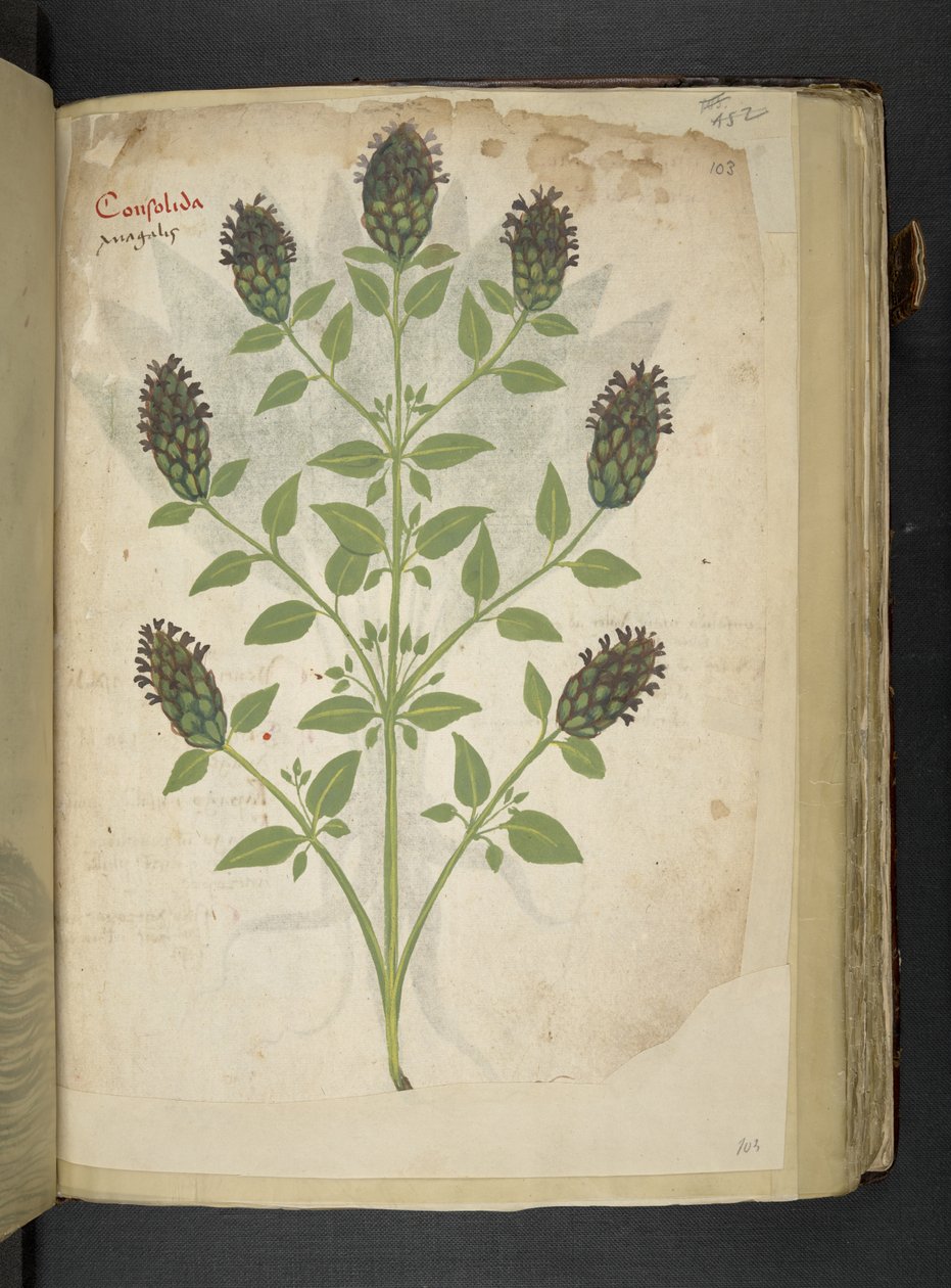 Přidejte MS 41623 f.103r Consolida, od 