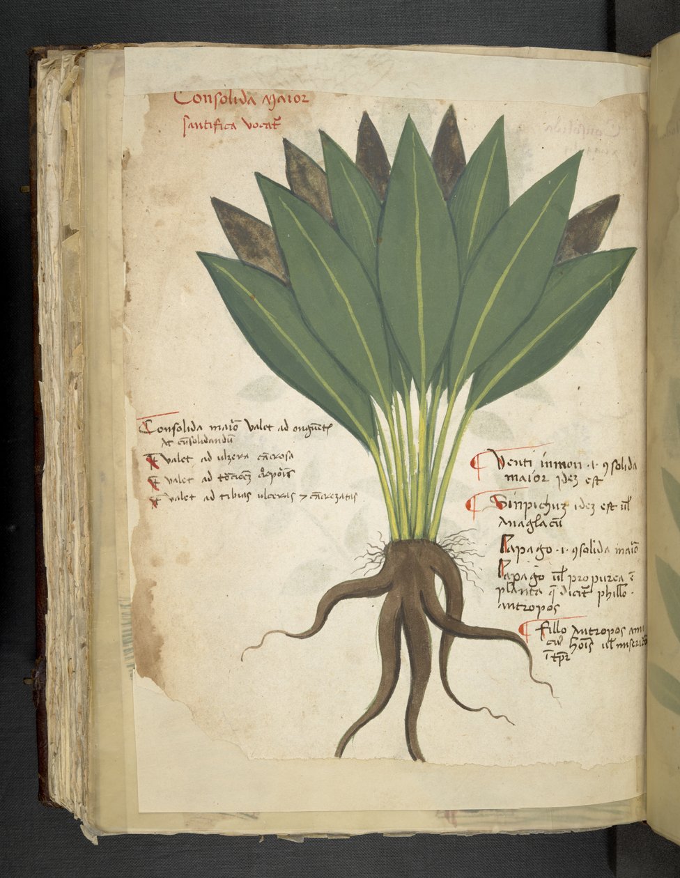 Přidejte MS 41623 f.103v Confolida, od 