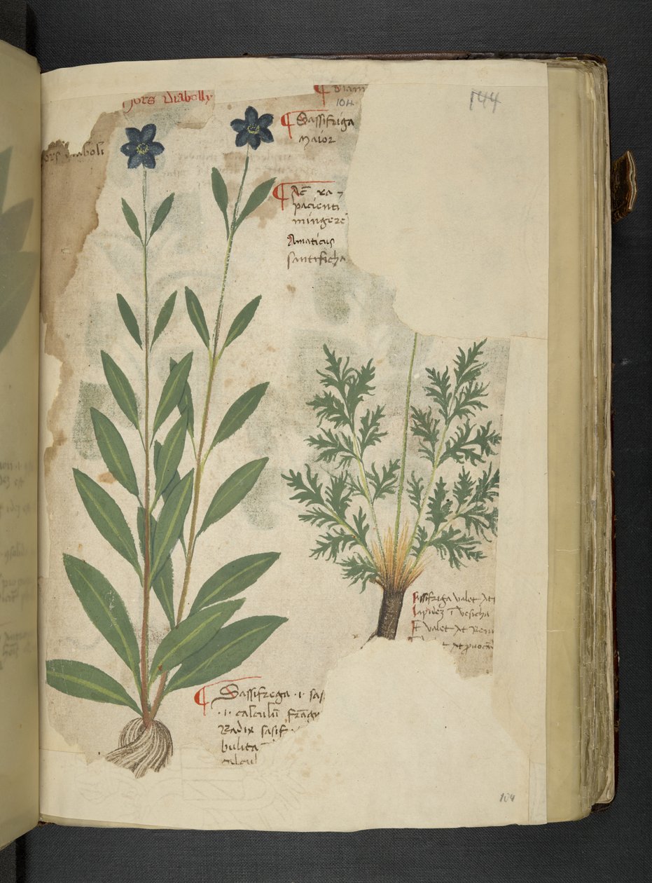 Přidejte MS 41623 f.104r Sassifraga, od 