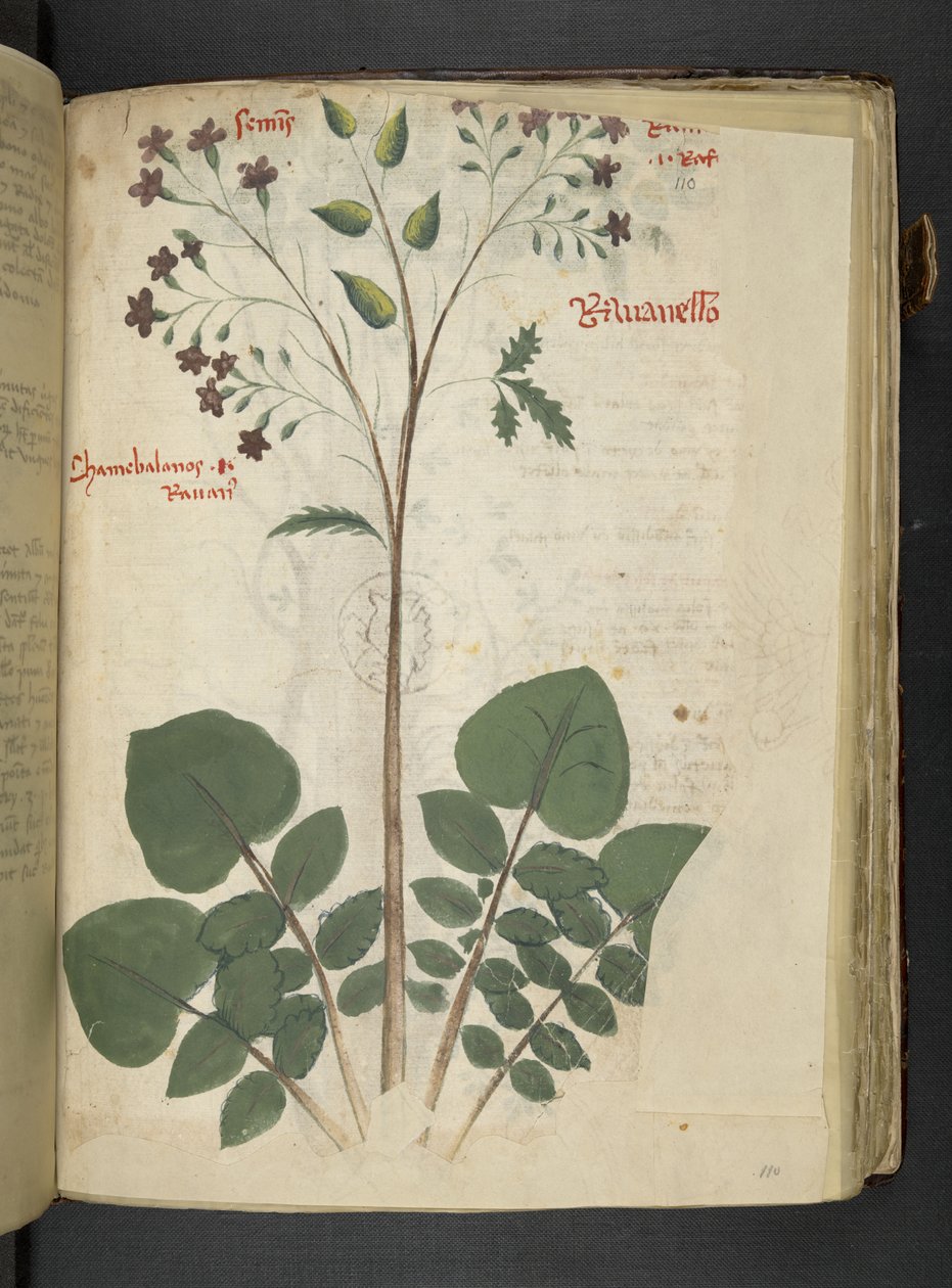 Přidejte MS 41623 f.110r 