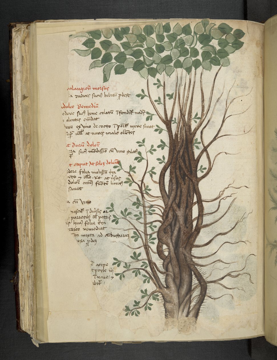 Přidejte MS 41623 f.110v Mangrove tree, z „A herbal“, Belluno (inkoust a barva na pergamenu) od Italian School