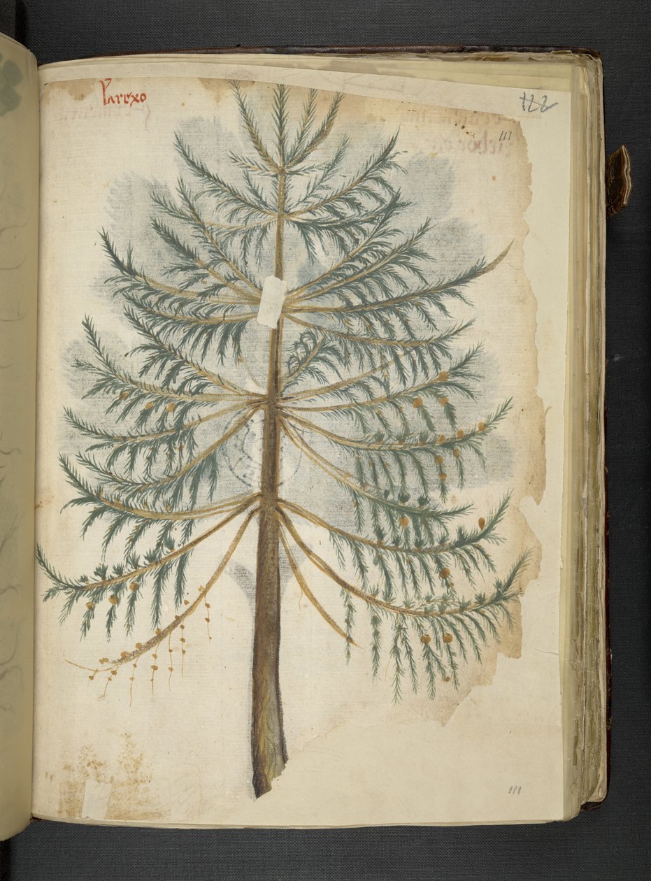 Přidejte MS 41623 f.111r 