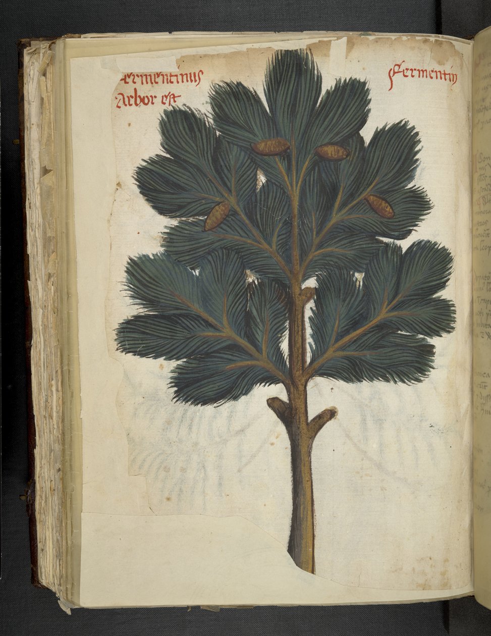 Přidejte MS 41623 f.111v Borovice, z 