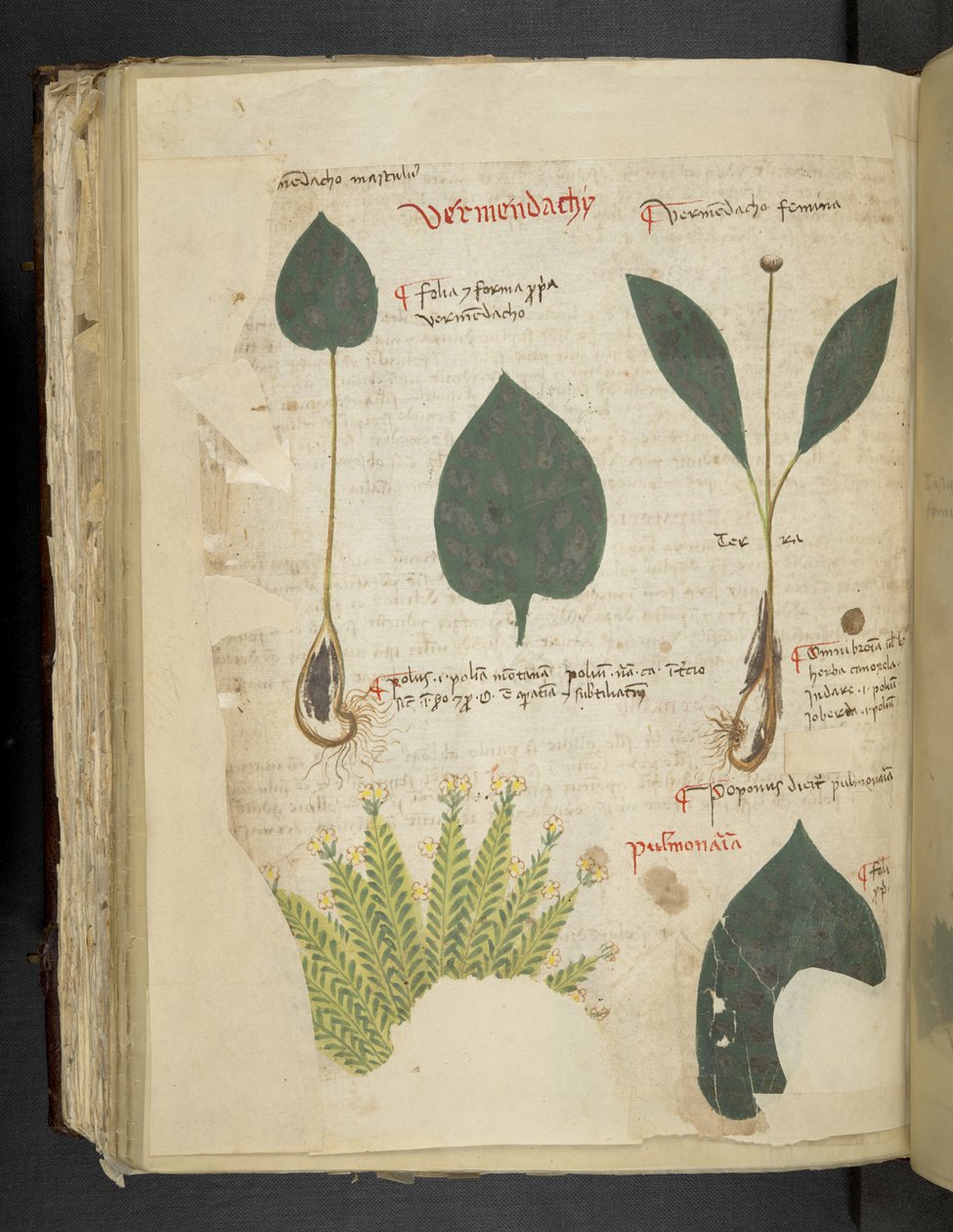 Přidejte MS 41623 f.112v Pulmonaria, od 