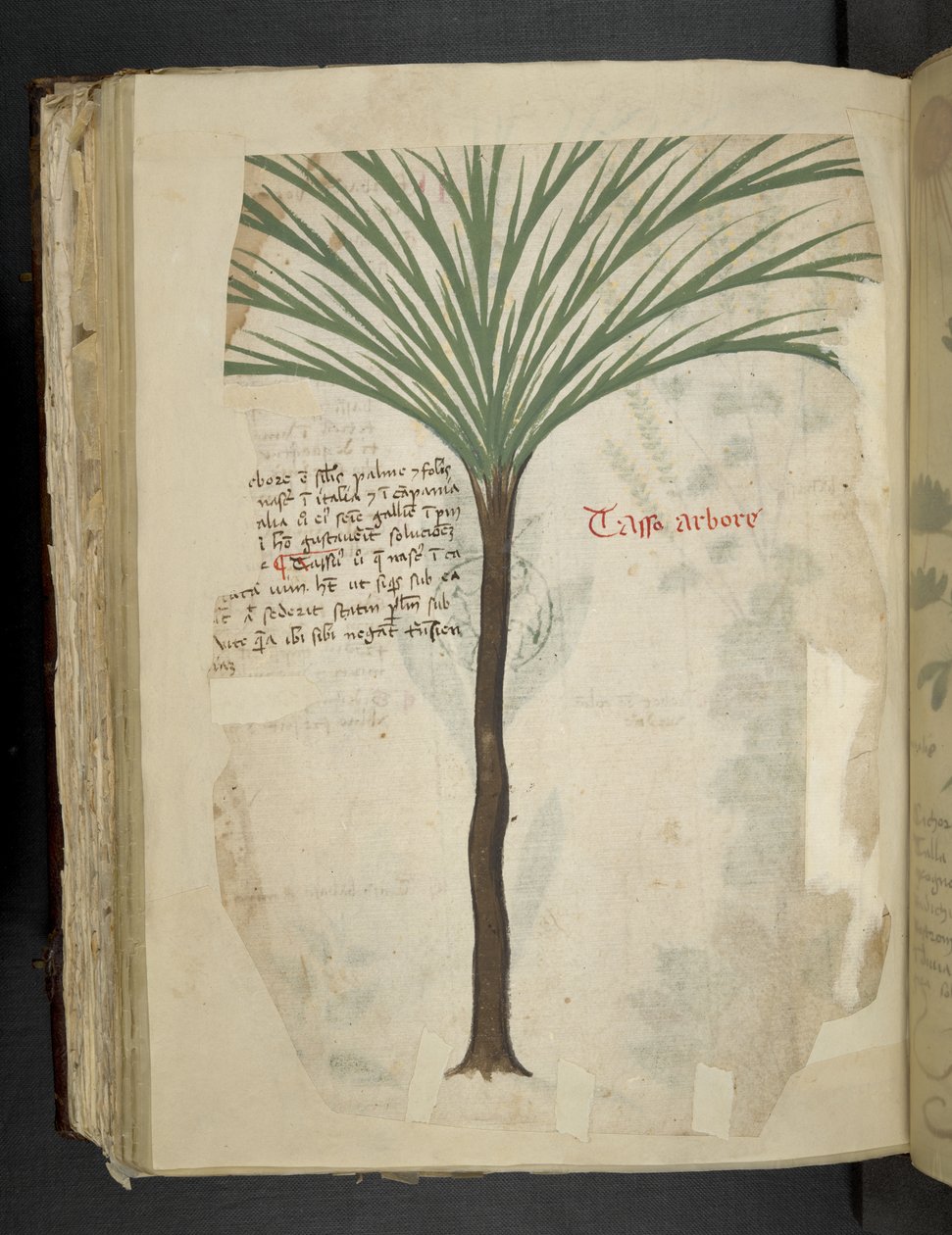 Přidejte MS 41623 f.113v Tarro Arboro, od 