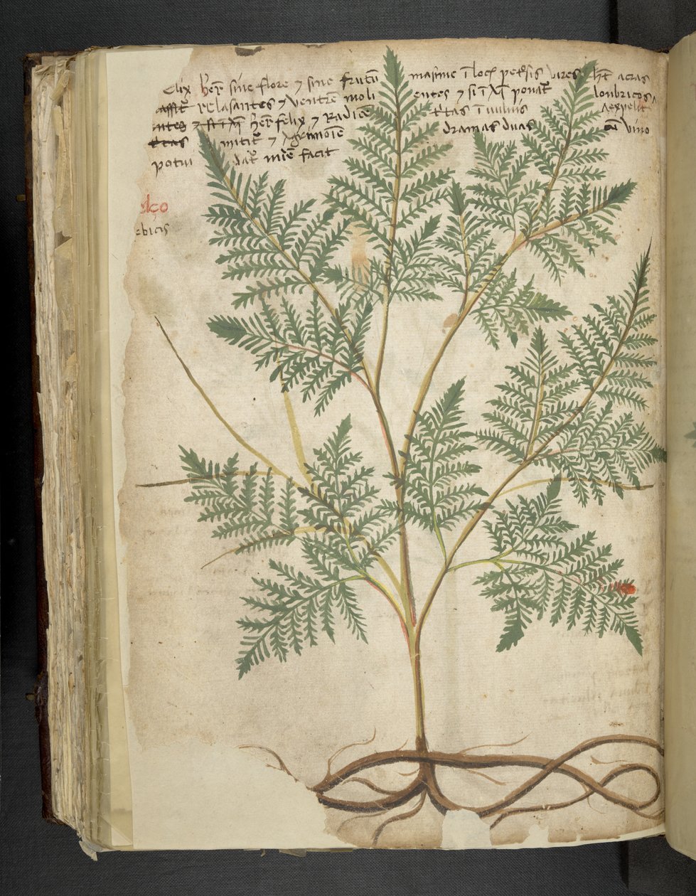 Přidejte MS 41623 f.114v 