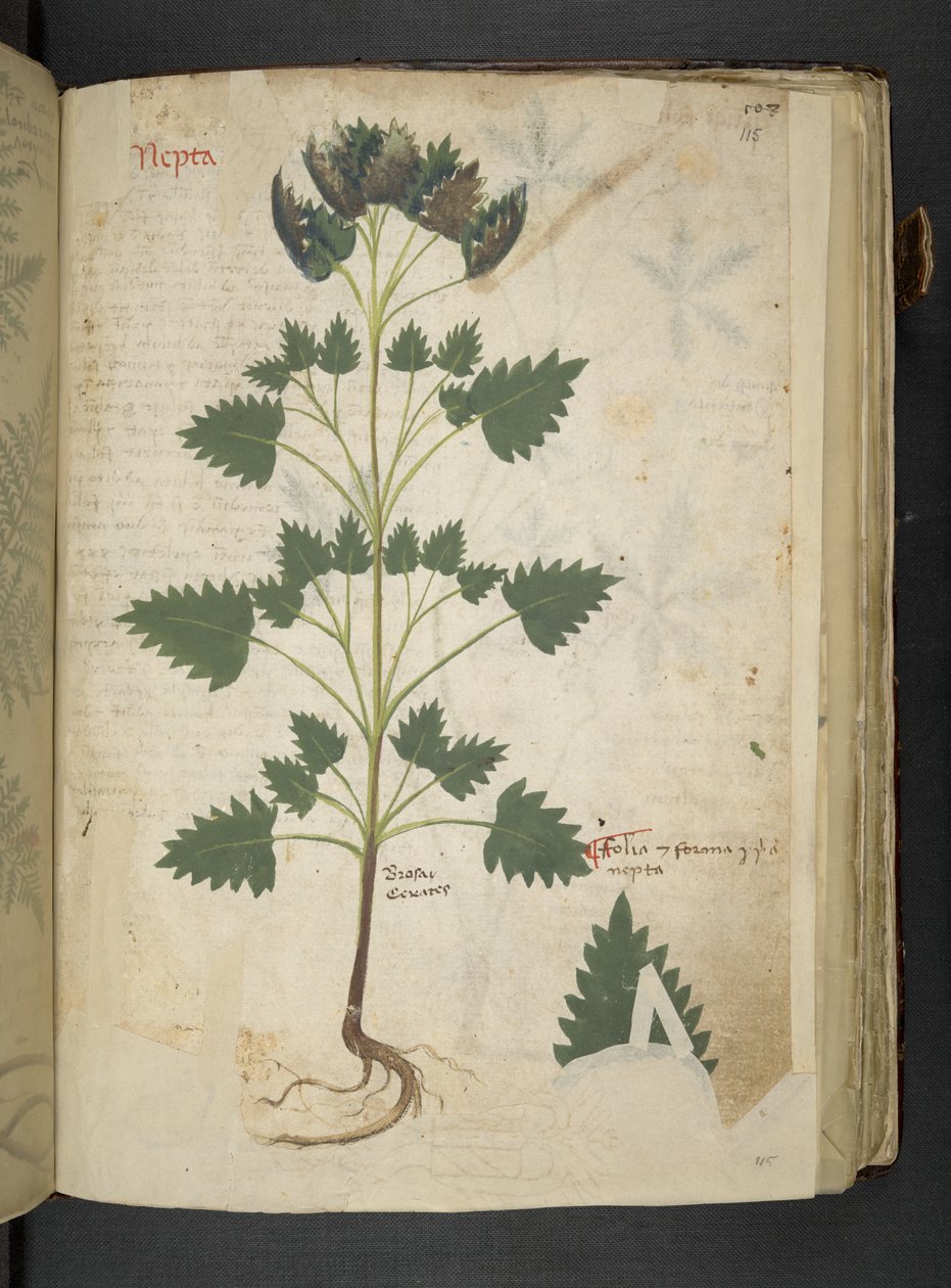 Přidejte MS 41623 f.115r Nepta, od 