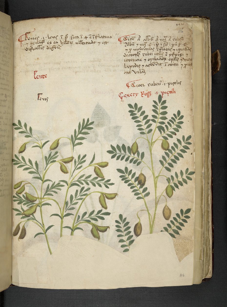 Přidejte MS 41623 f.116r 