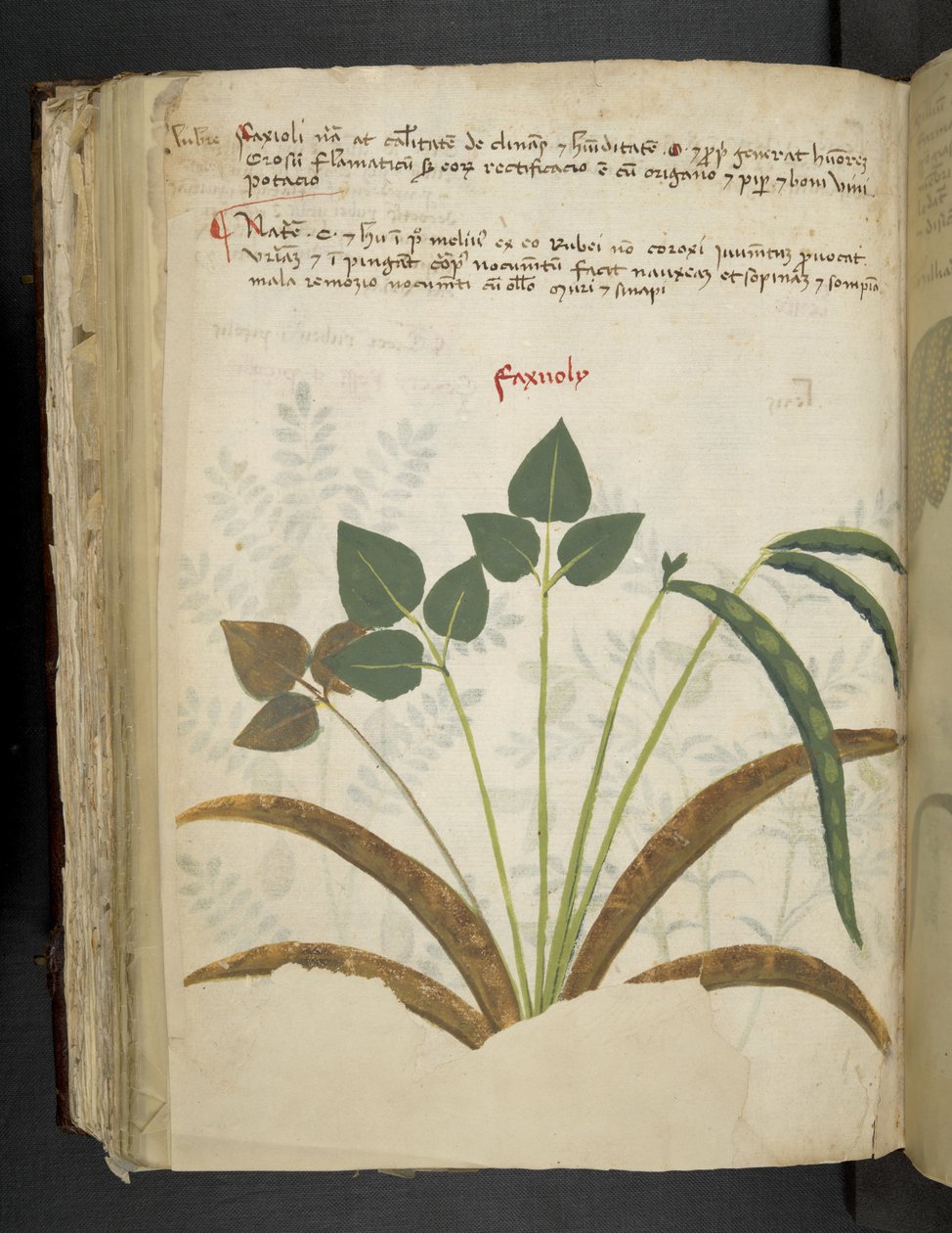 Přidejte MS 41623 f.116v 