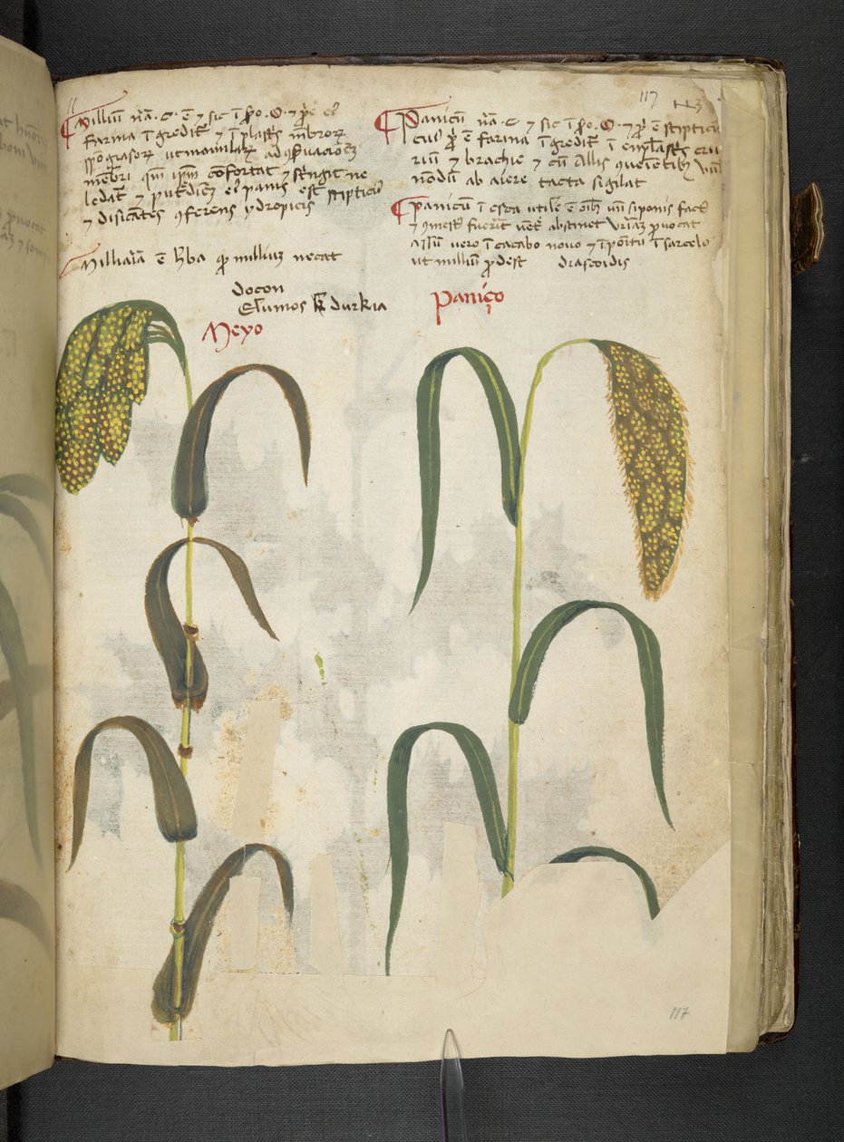 Přidejte MS 41623 f.117r 